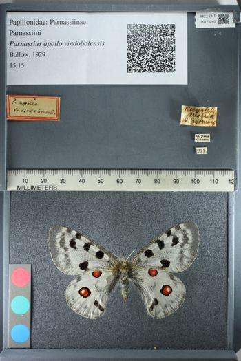 Media type: image;   Entomology 175240